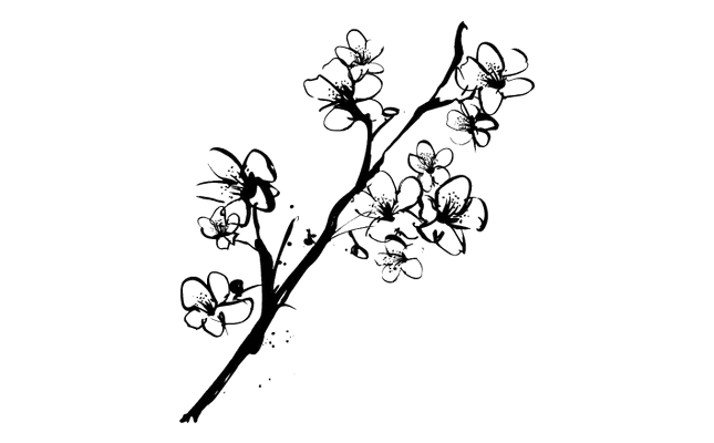 Cherry Blossom Branch Sketch