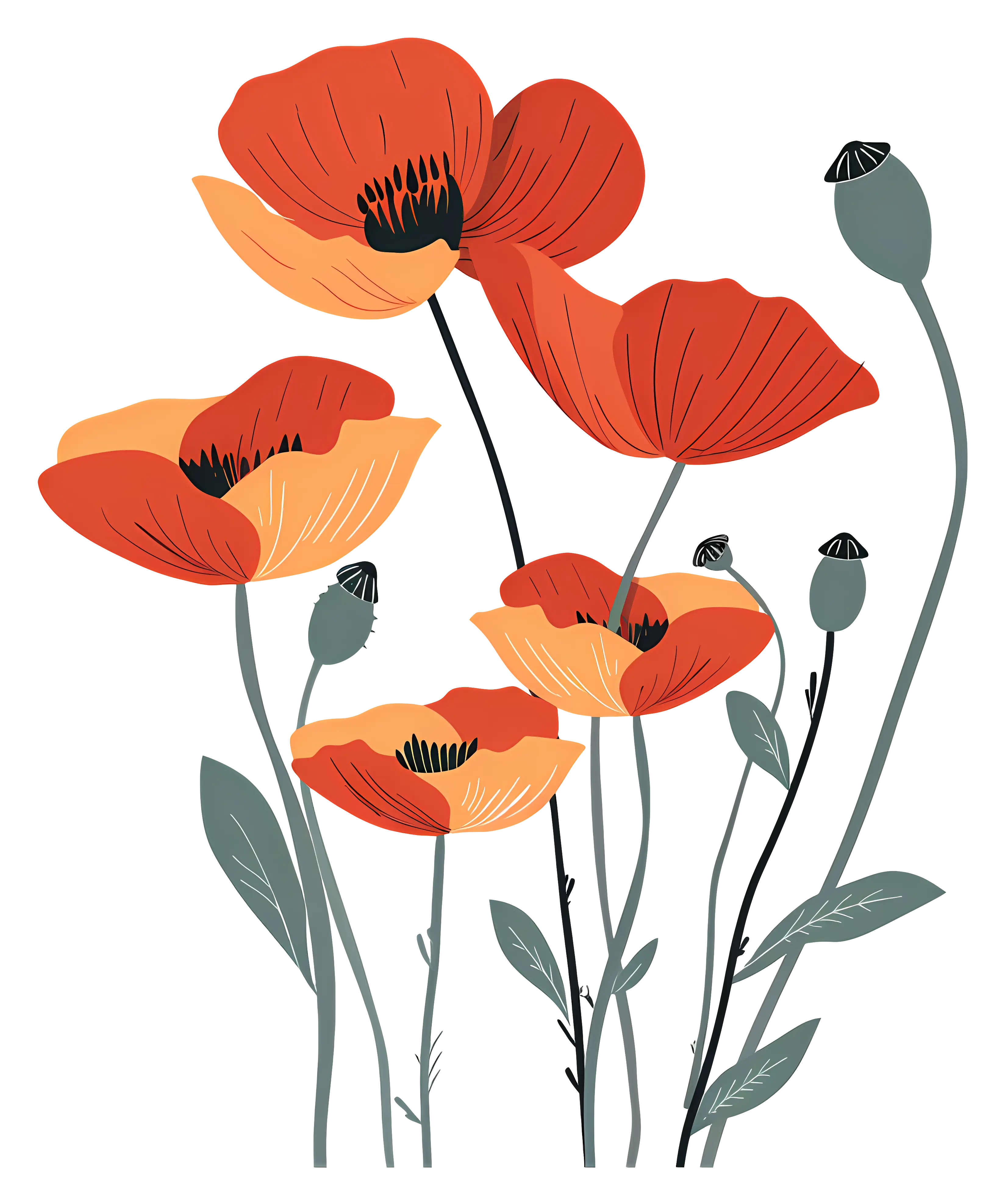 Red and Orange Poppy Flowers Illustration