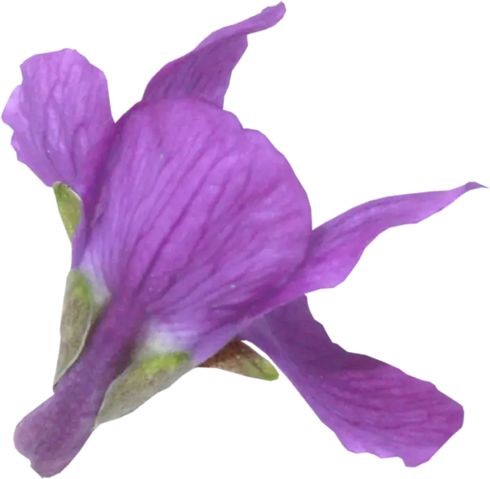 Purple Flower Close-up Macro Shot