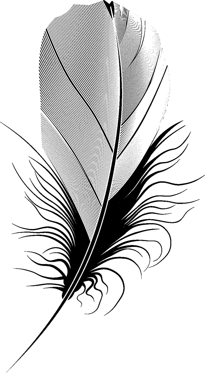 Black and White Feather