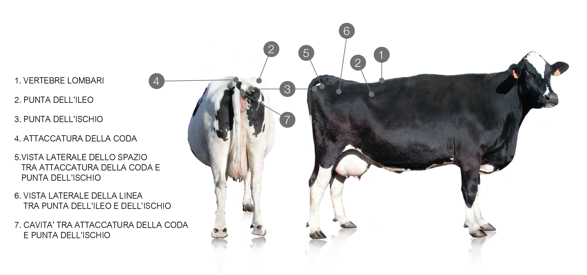 Cow Anatomy Diagram for Educational Purposes
