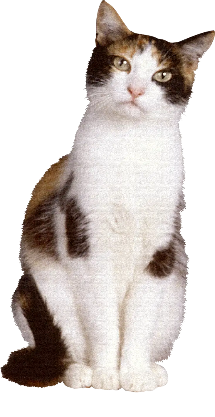 Sitting Calico Cat with Adorable Expression