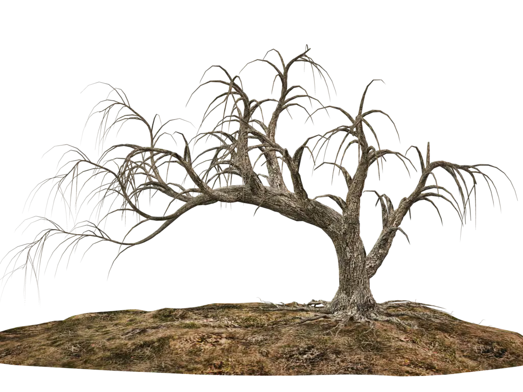 Bare Winter Tree