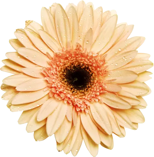 Beige Daisy Flower with Dewdrops