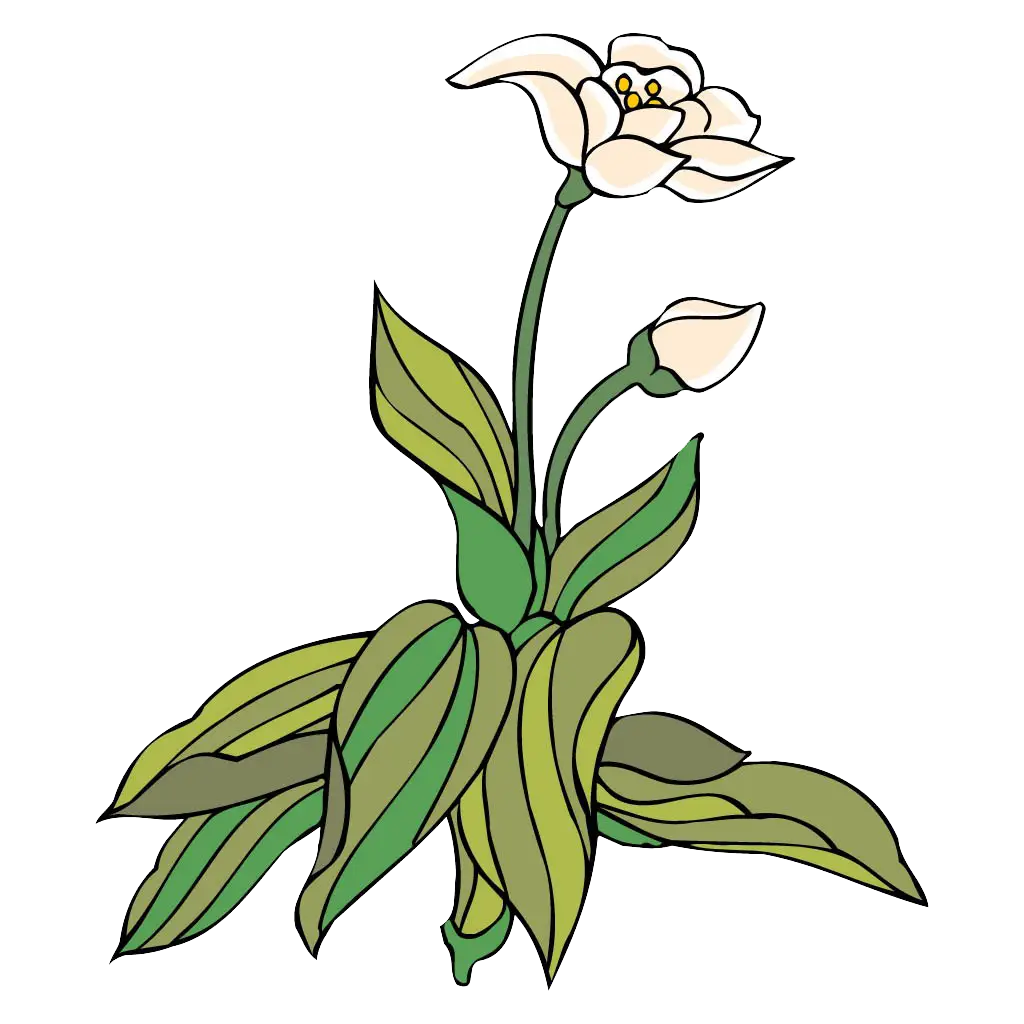 White Flower Plant Botanical Illustration