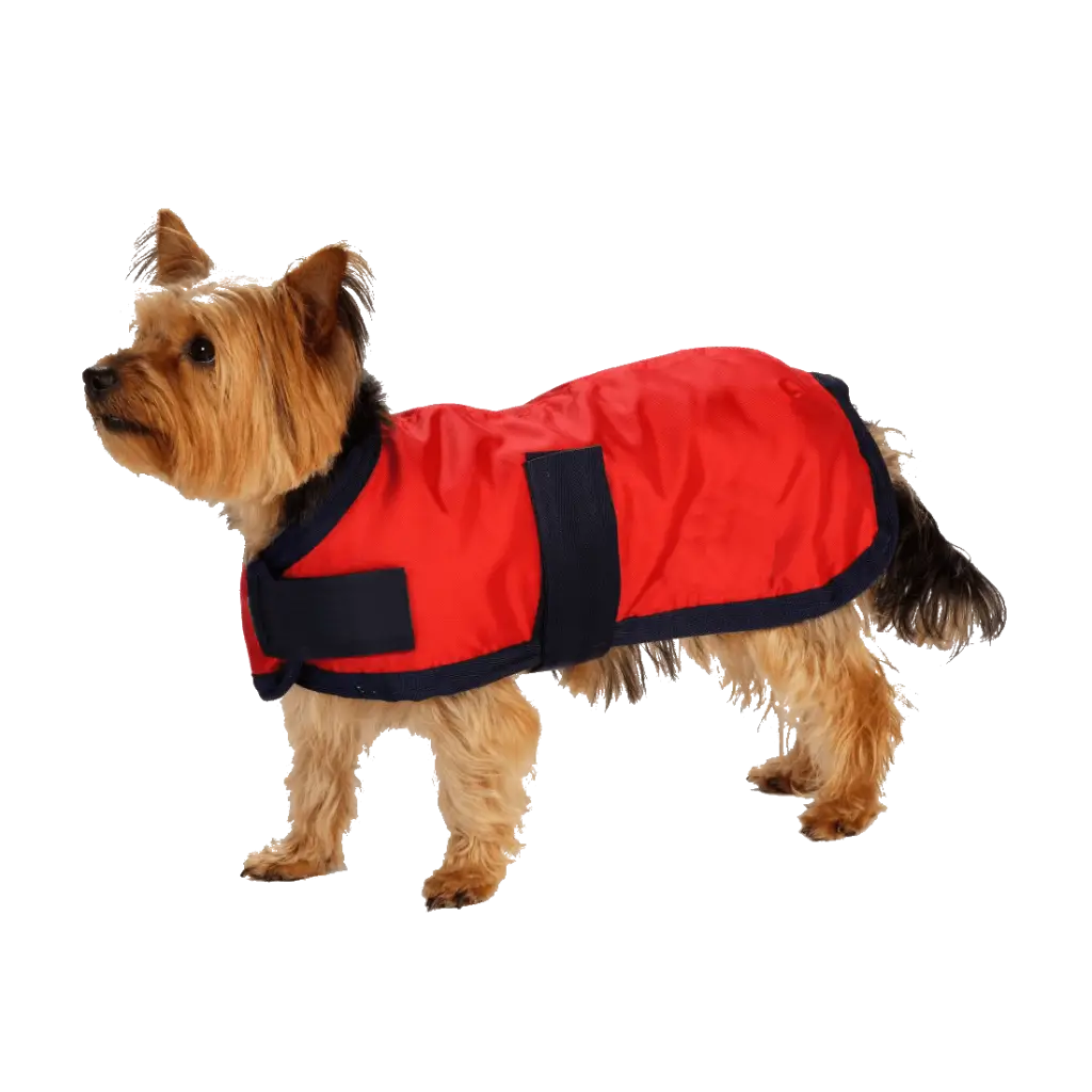 Dog Wearing Red Coat