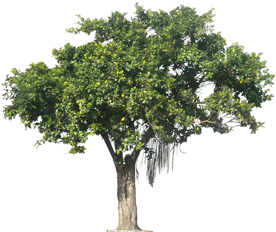 Lush Green Tree Isolated on White Background