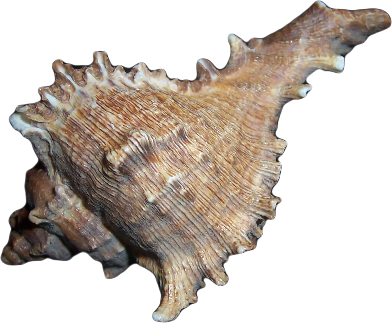 Textured Seashell from the Ocean