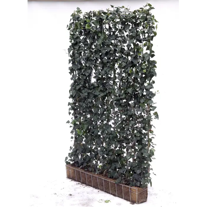Green Vertical Plant Wall
