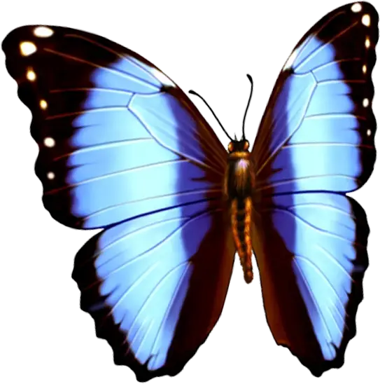 Blue and Brown Butterfly with Detailed Wings