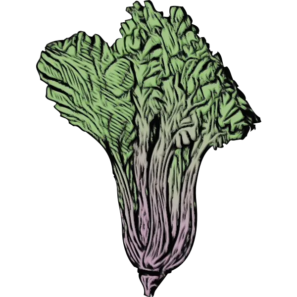 Lettuce Drawing Illustration