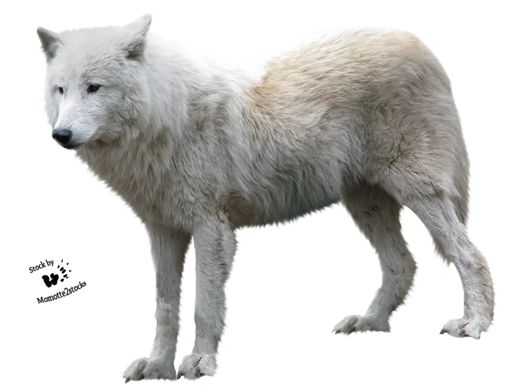 White Arctic Wolf in Natural Habitat