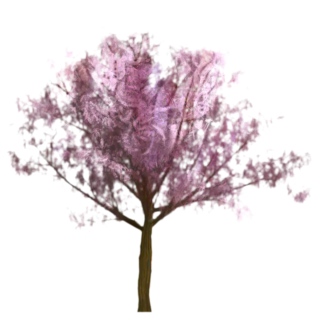 Cherry Blossom Tree in Full Bloom