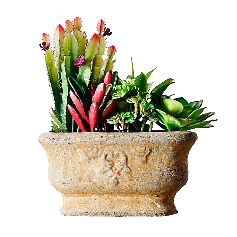 Succulent Plants in Decorative Pot