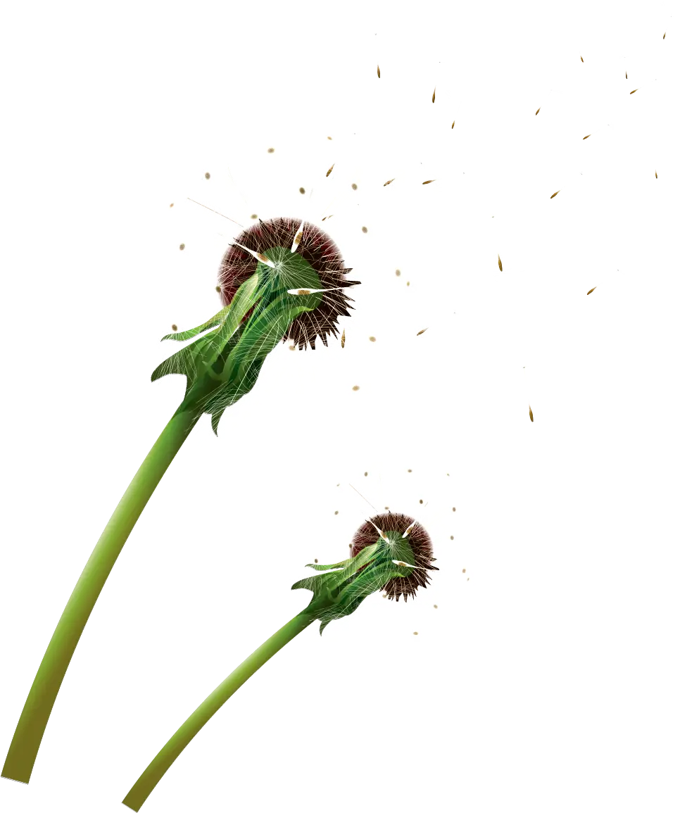 Dandelion Seeds Dispersing in the Air