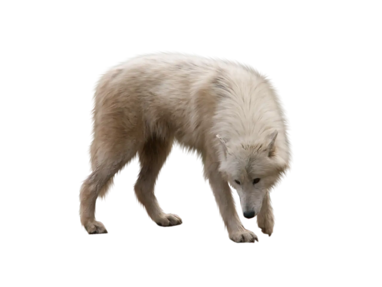 White Wolf in the Wild