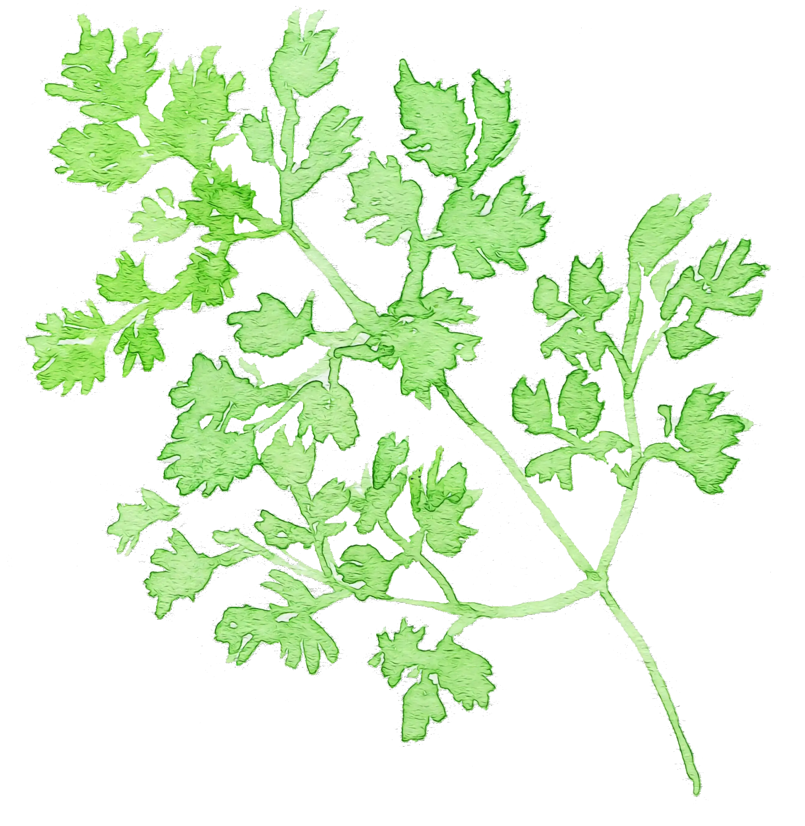 Green Watercolor Herb