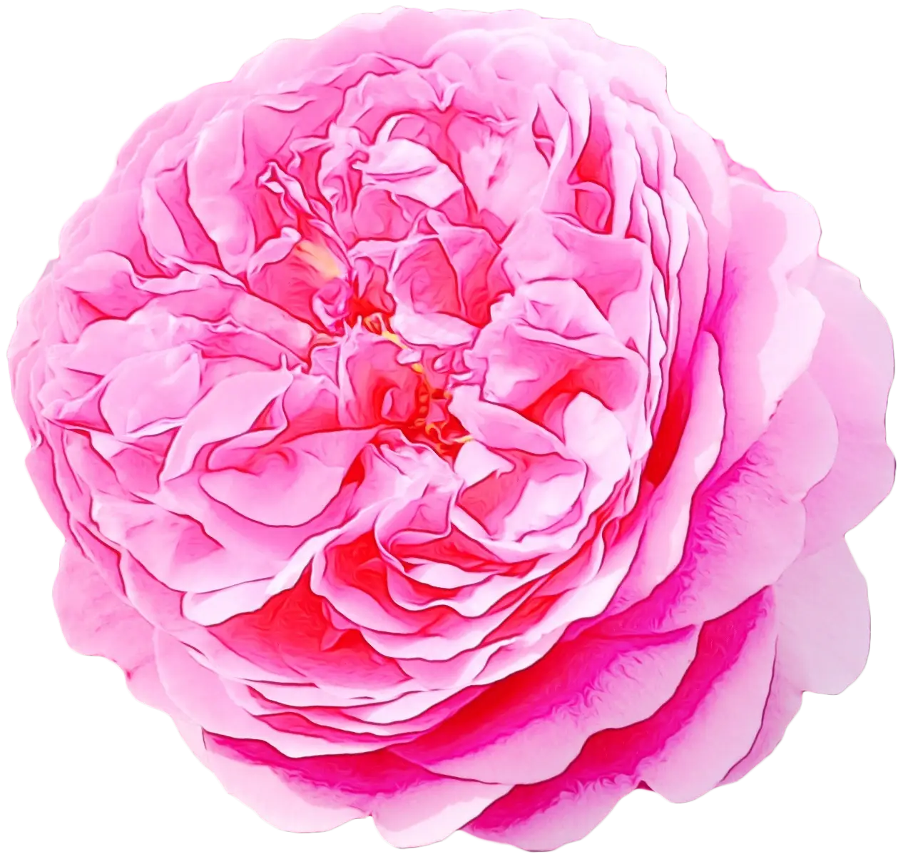 Delicate Pink Rose Illustration