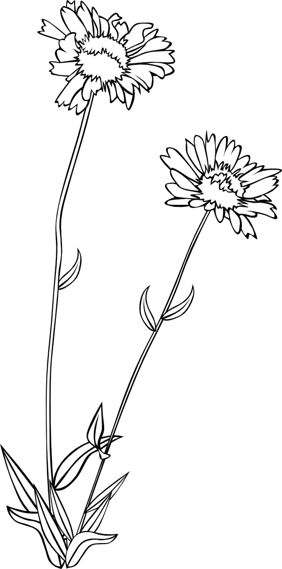 Line Art of Flowers