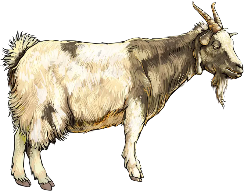 Detailed Goat Illustration for Agriculture