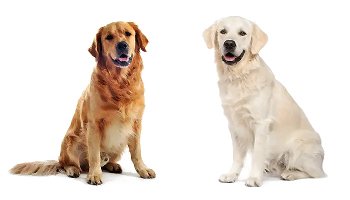 Golden and White Retrievers Sitting Together