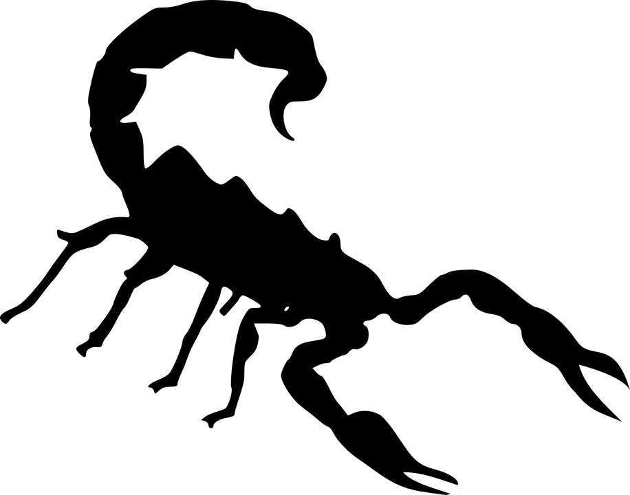 Black Scorpion Silhouette Illustration