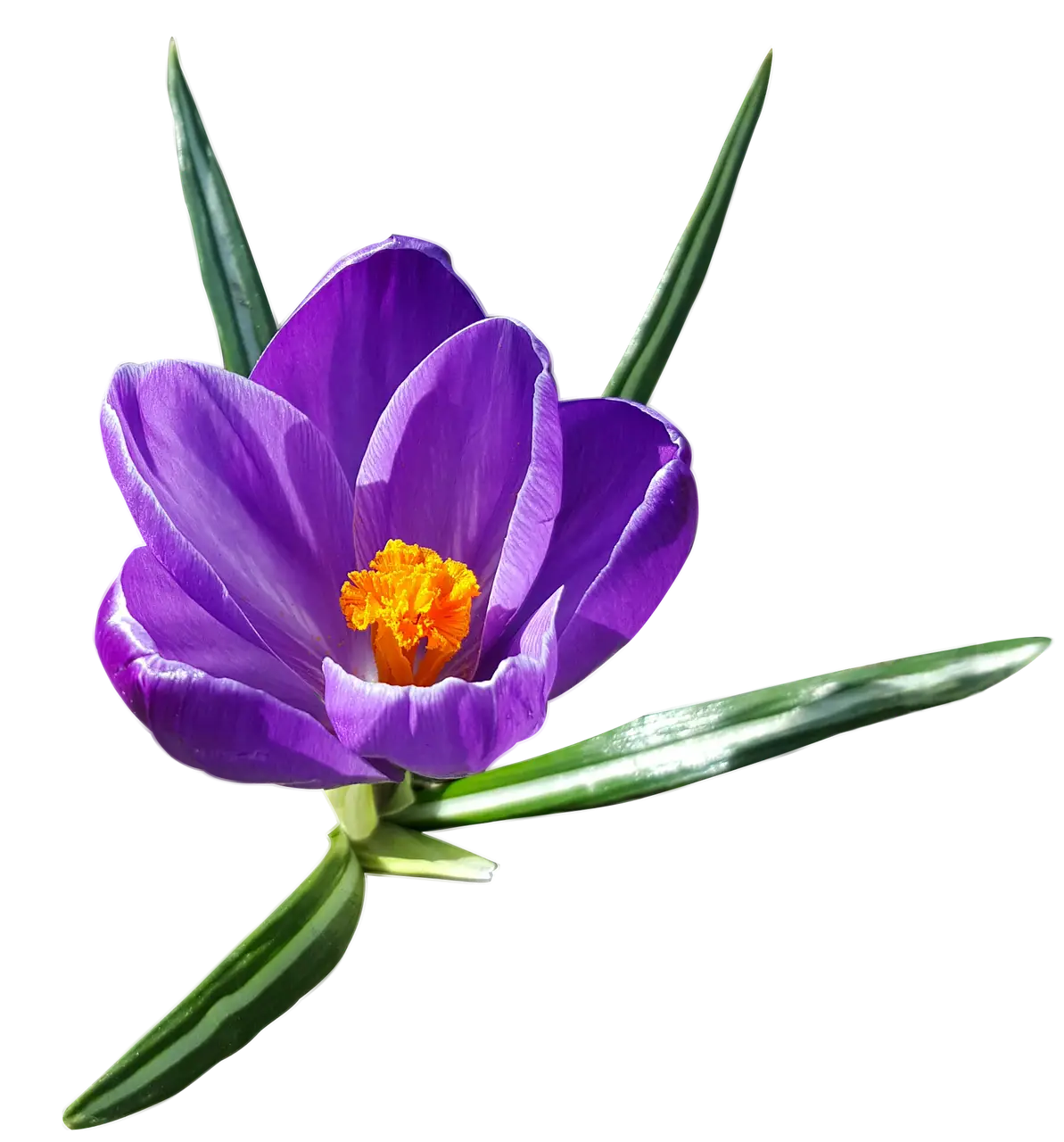 Purple Crocus Flower with Green Leaves