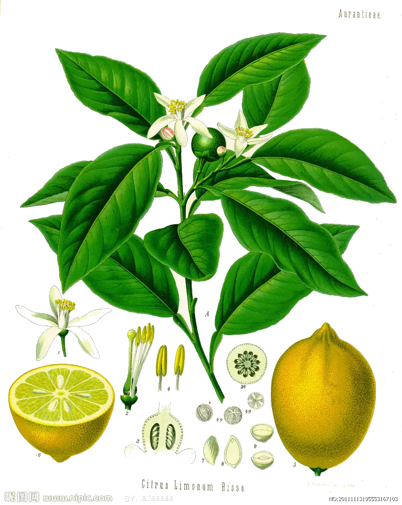 Detailed Lemon Botanical Illustration