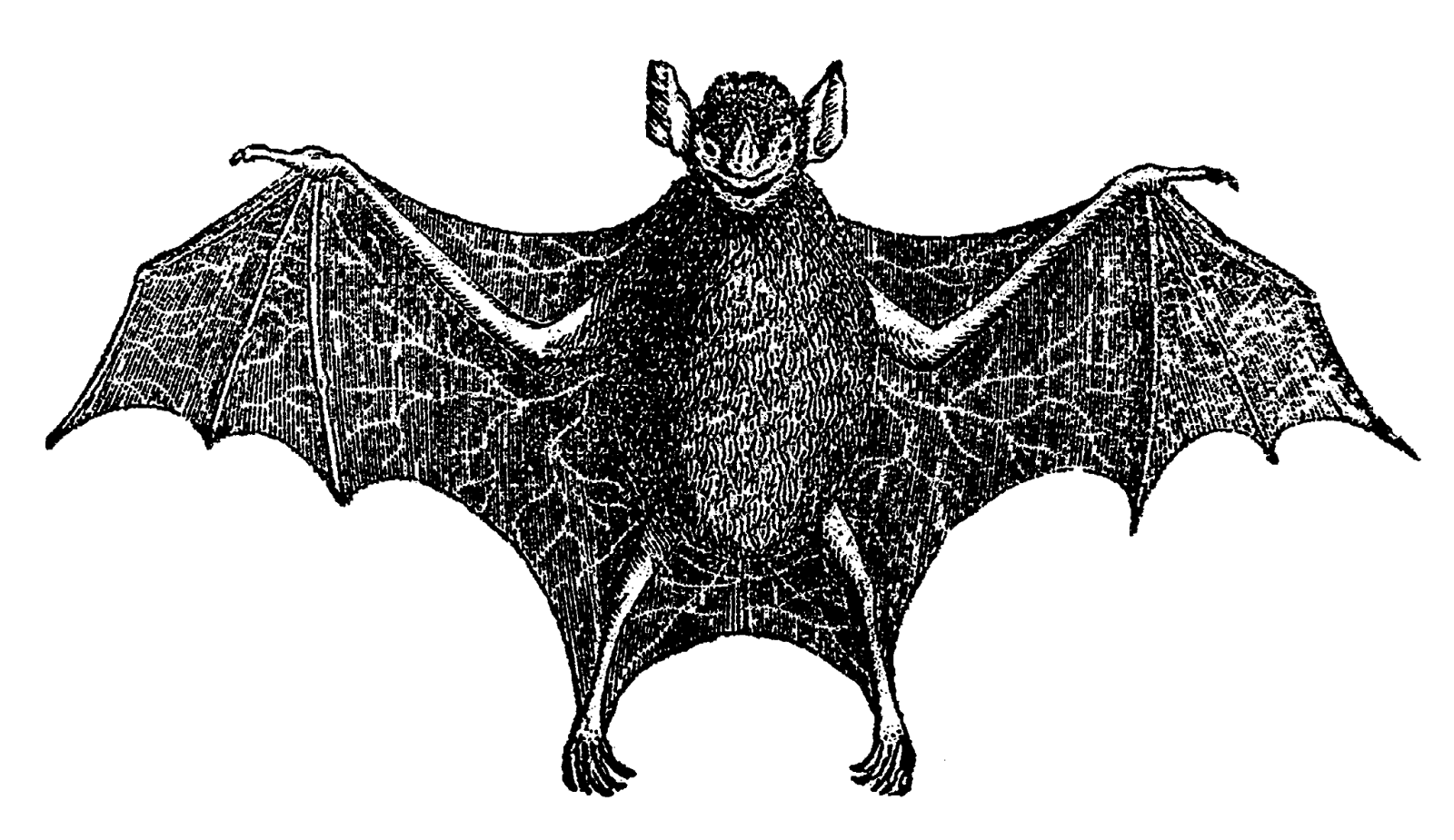Black Bat Illustration with Wings Spread