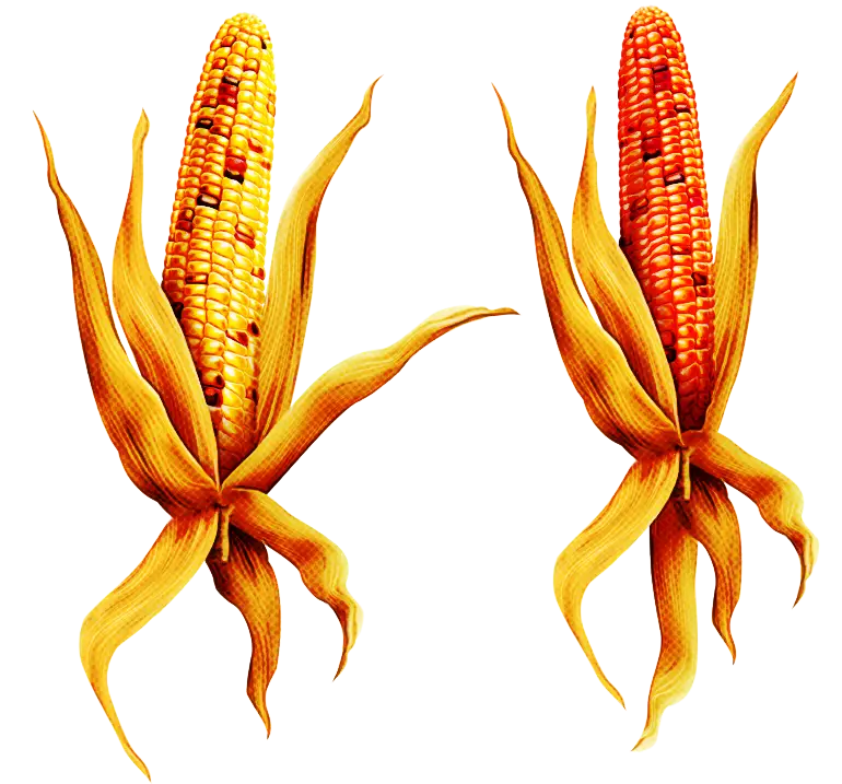 Golden Corn Ears Ready for Harvest