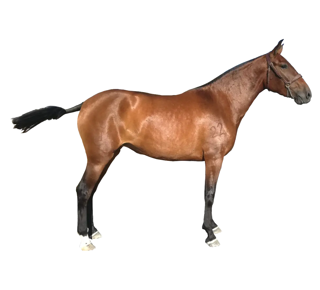 Brown Horse in Profile View