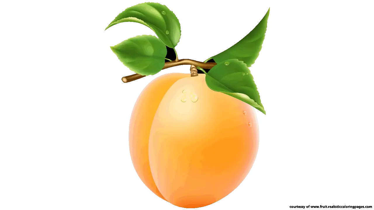 Orange Fruit Illustration with Leaves