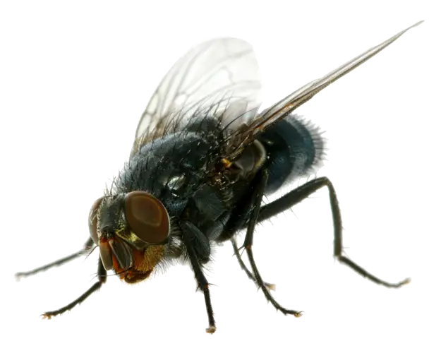 Close-up of a Housefly