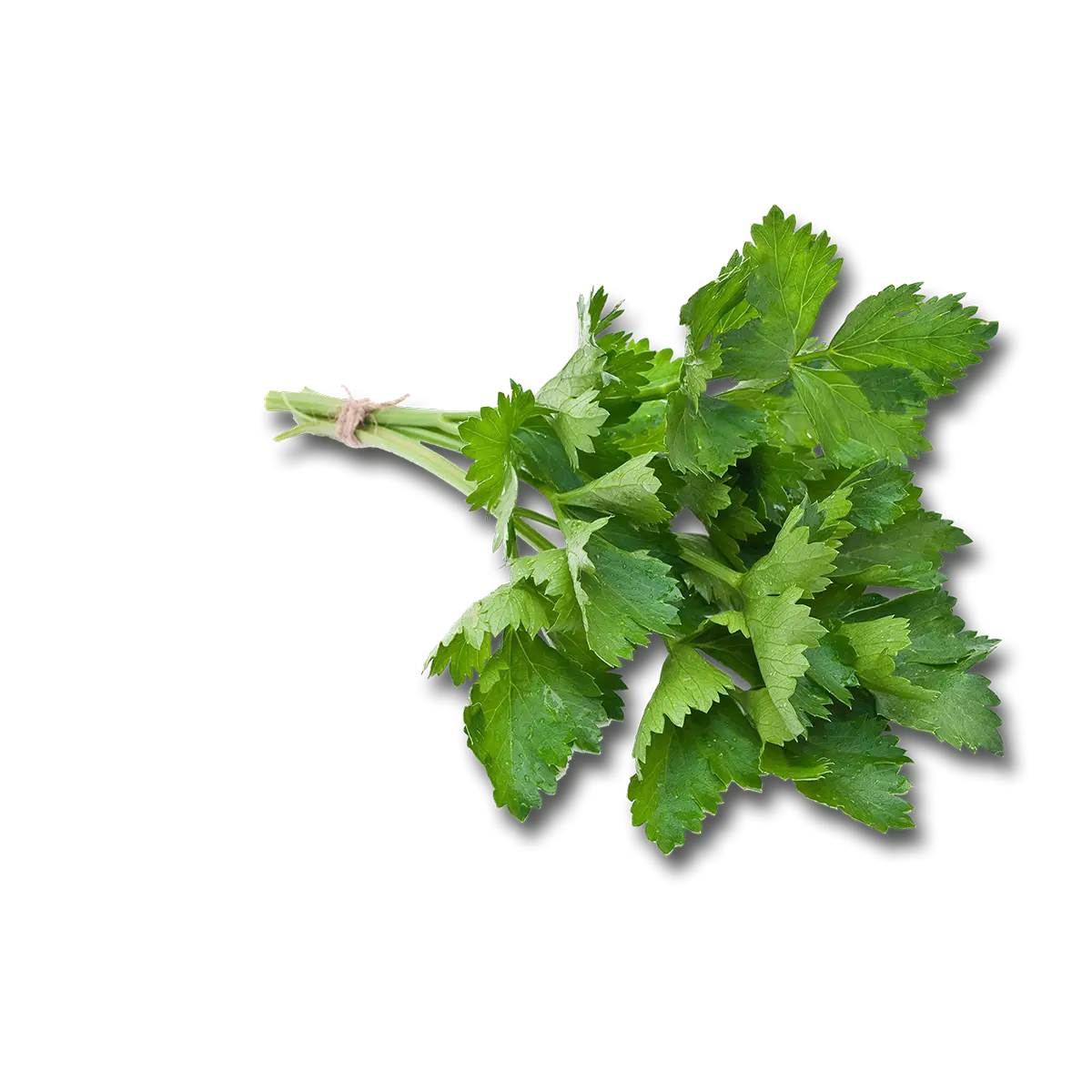 Fresh Green Parsley