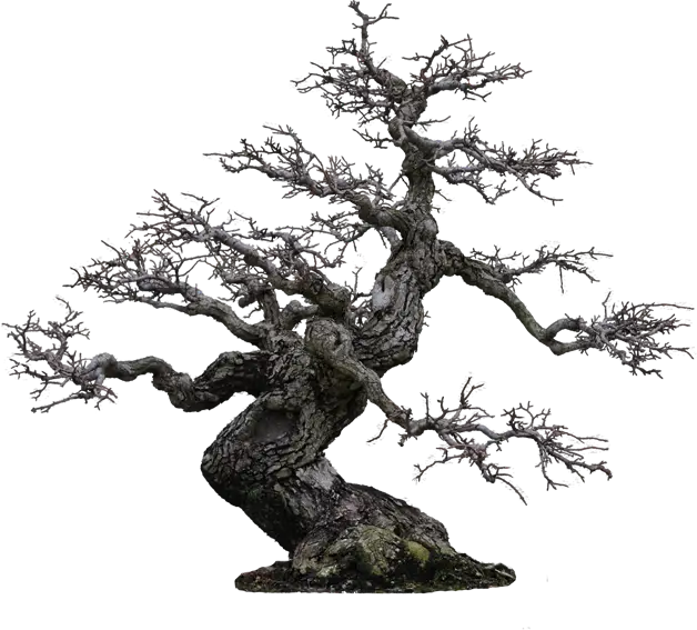 Bare Bonsai Tree with Twisted Branches
