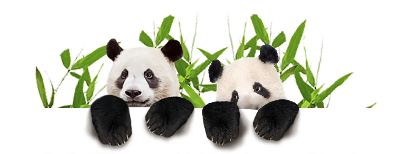 Cute Pandas with Bamboo