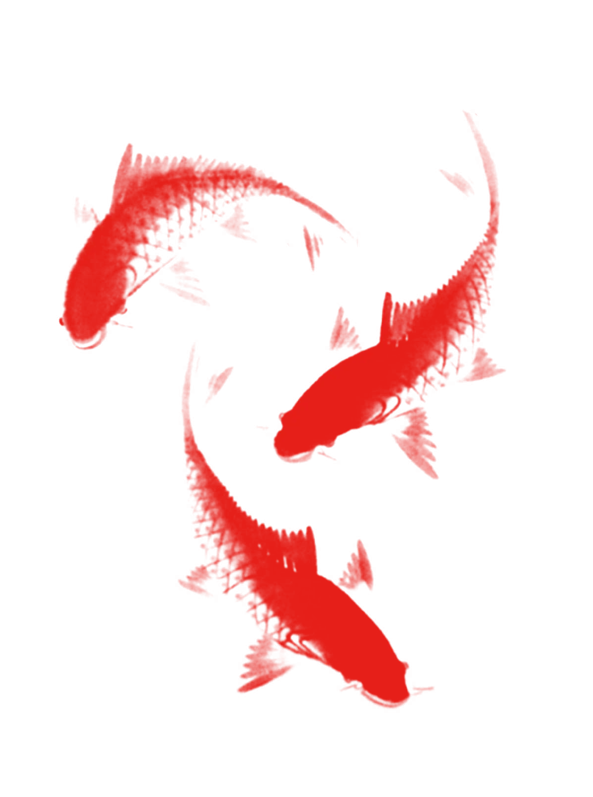 Red Fish Swimming in Water