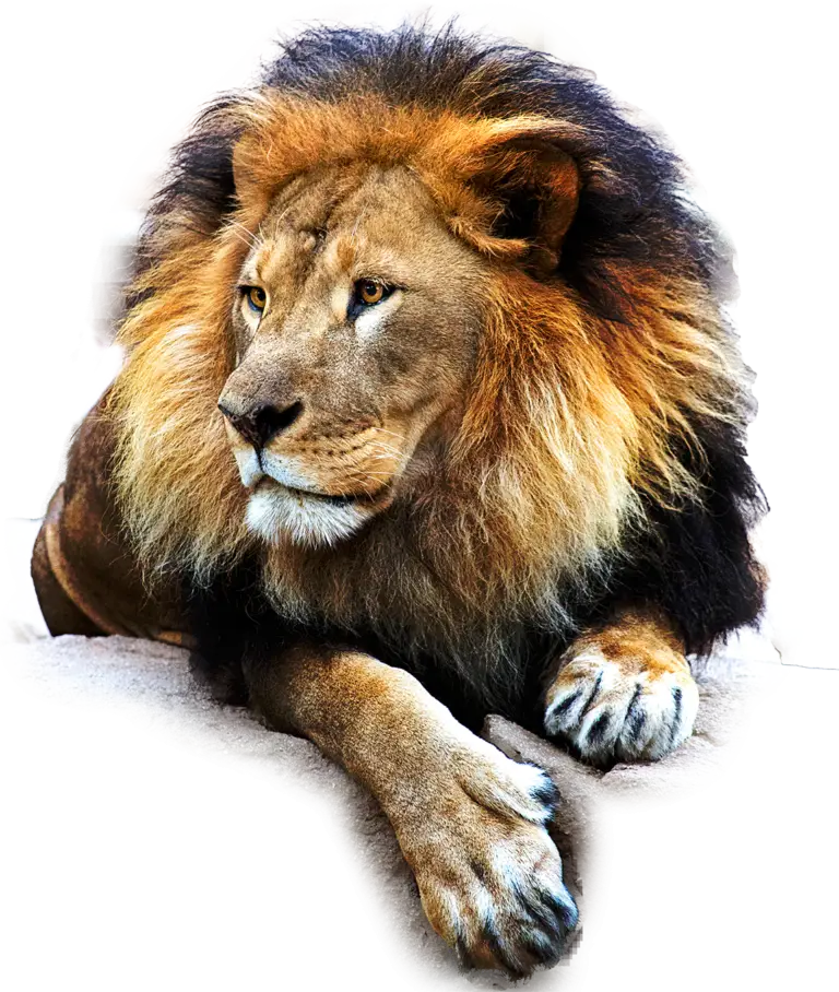 Majestic Lion Resting in the Wild