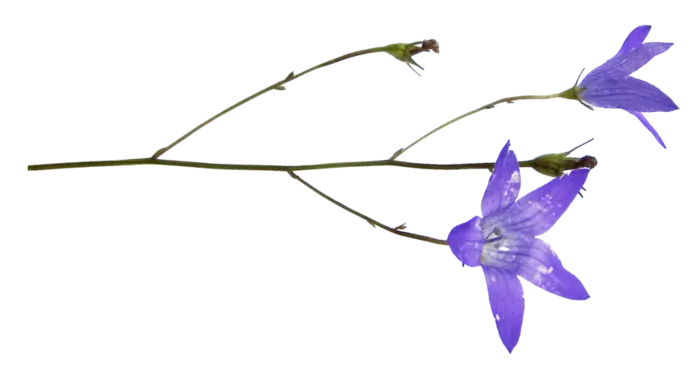 Delicate Bluebell Flowers on a Thin Stem