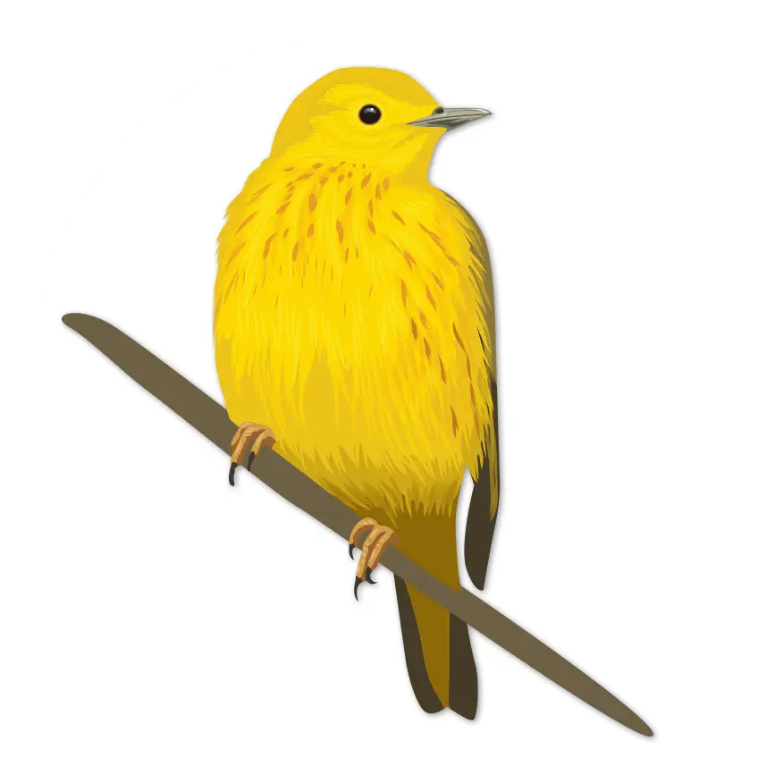 Yellow Bird Perched on a Branch