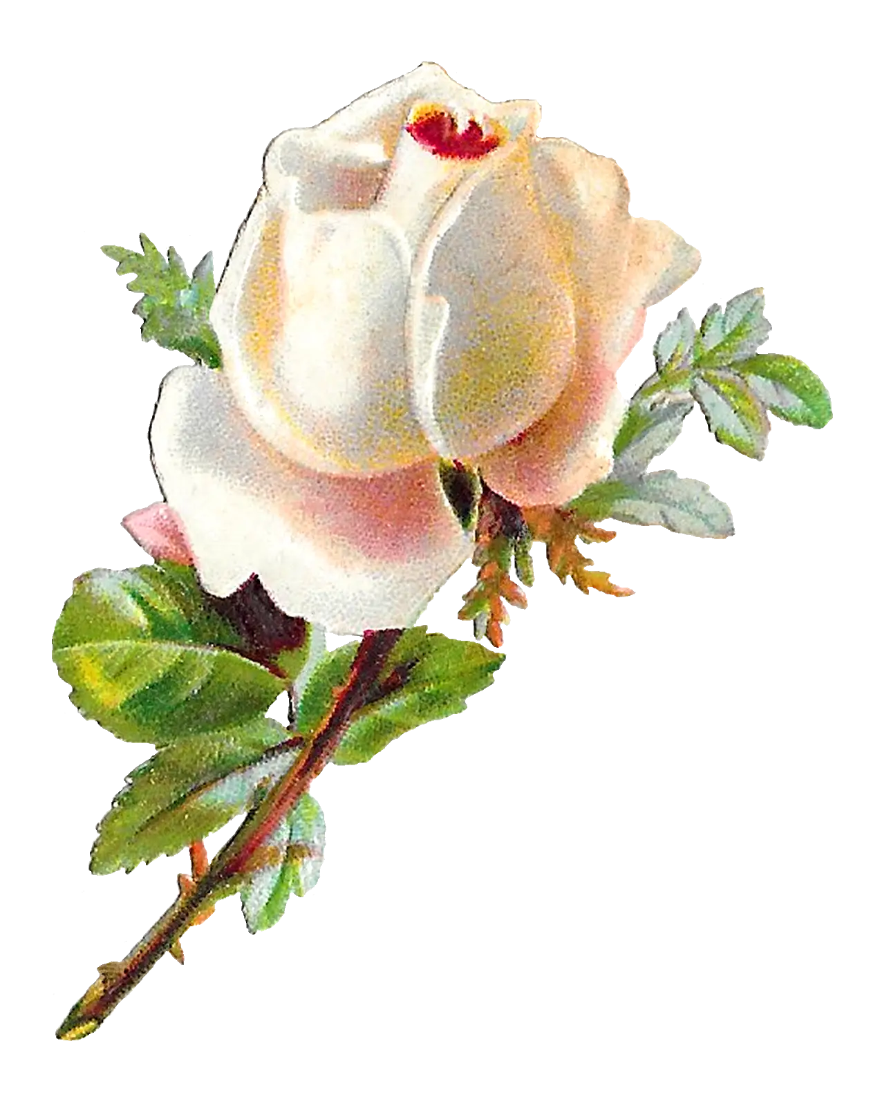 Vintage White Rose Illustration