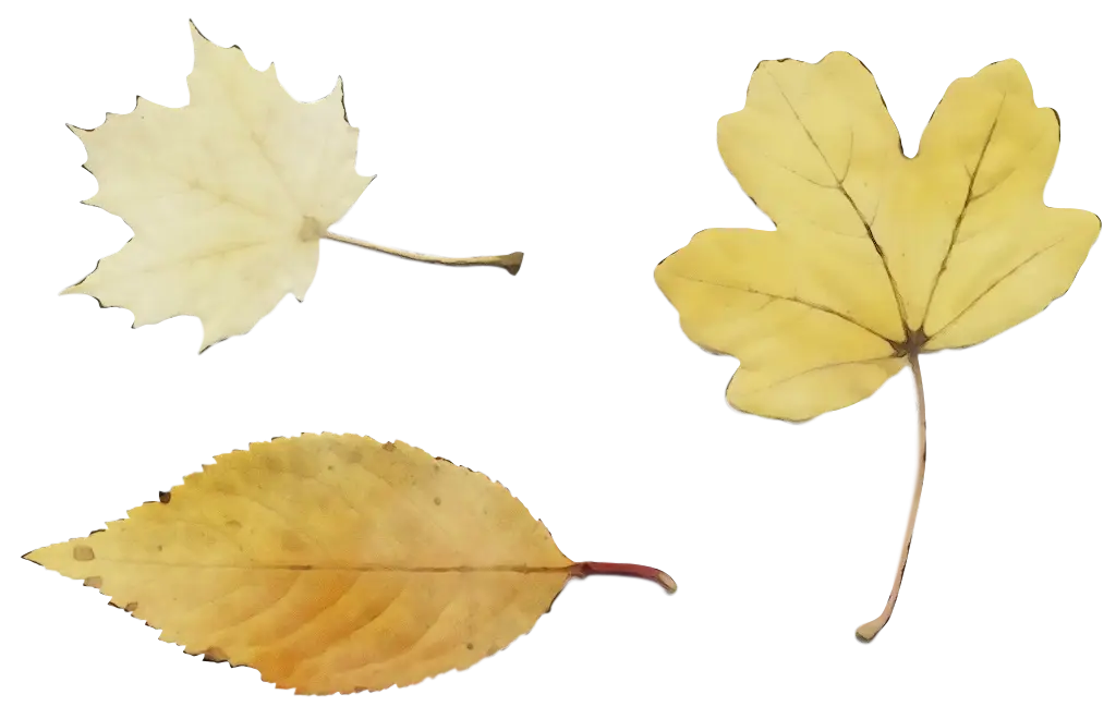 Yellow Autumn Leaves Collection