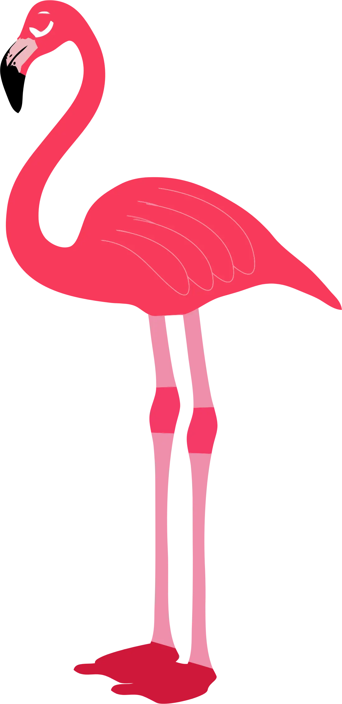 Pink Flamingo Illustration