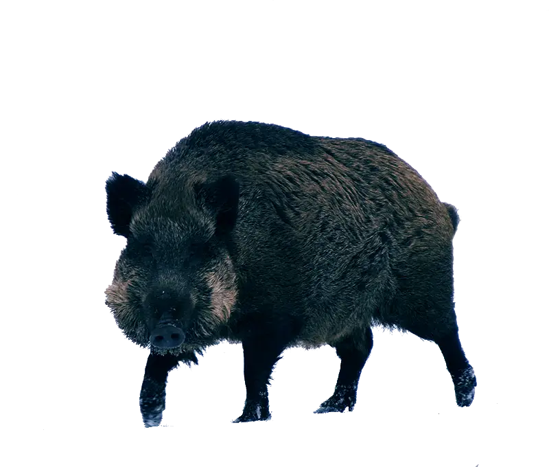 Wild Boar in its Natural Pose