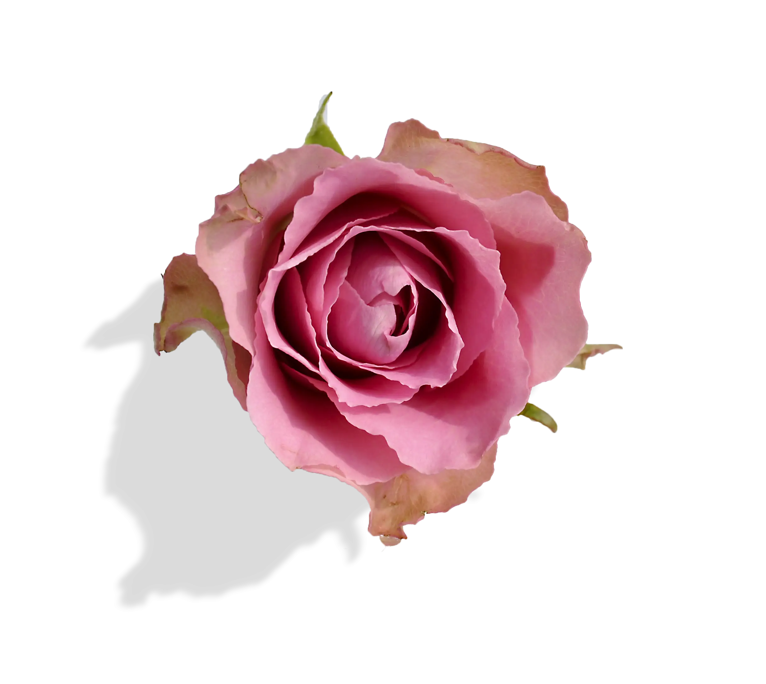 Pink Rose Flower in Bloom