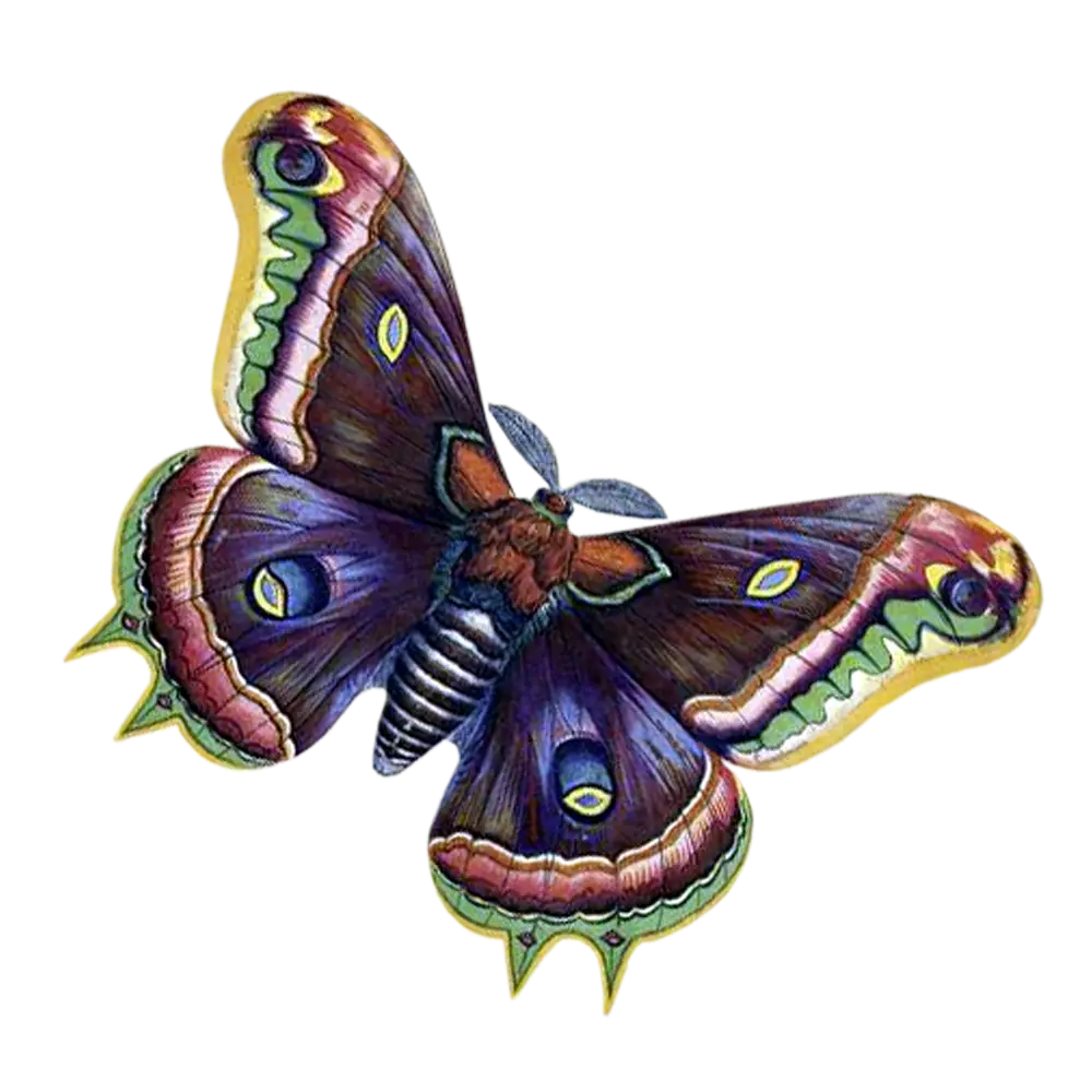 Colorful Moth with Intricate Wing Patterns