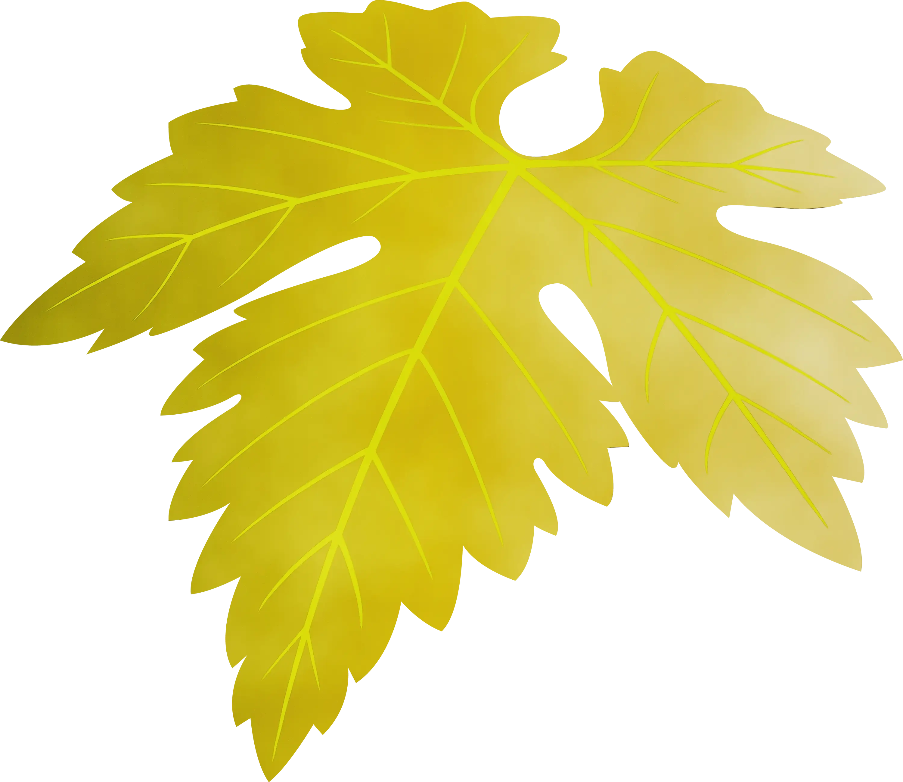 Yellow Maple Leaf Illustration