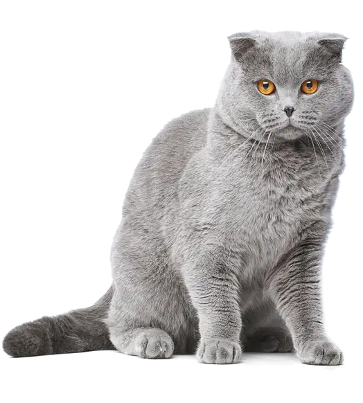 Adorable Gray Scottish Fold Cat