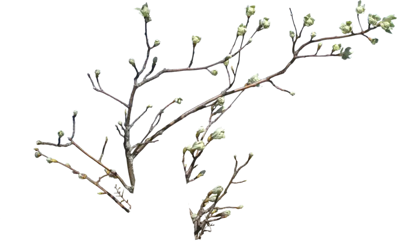 Leafy Tree Branch Illustration