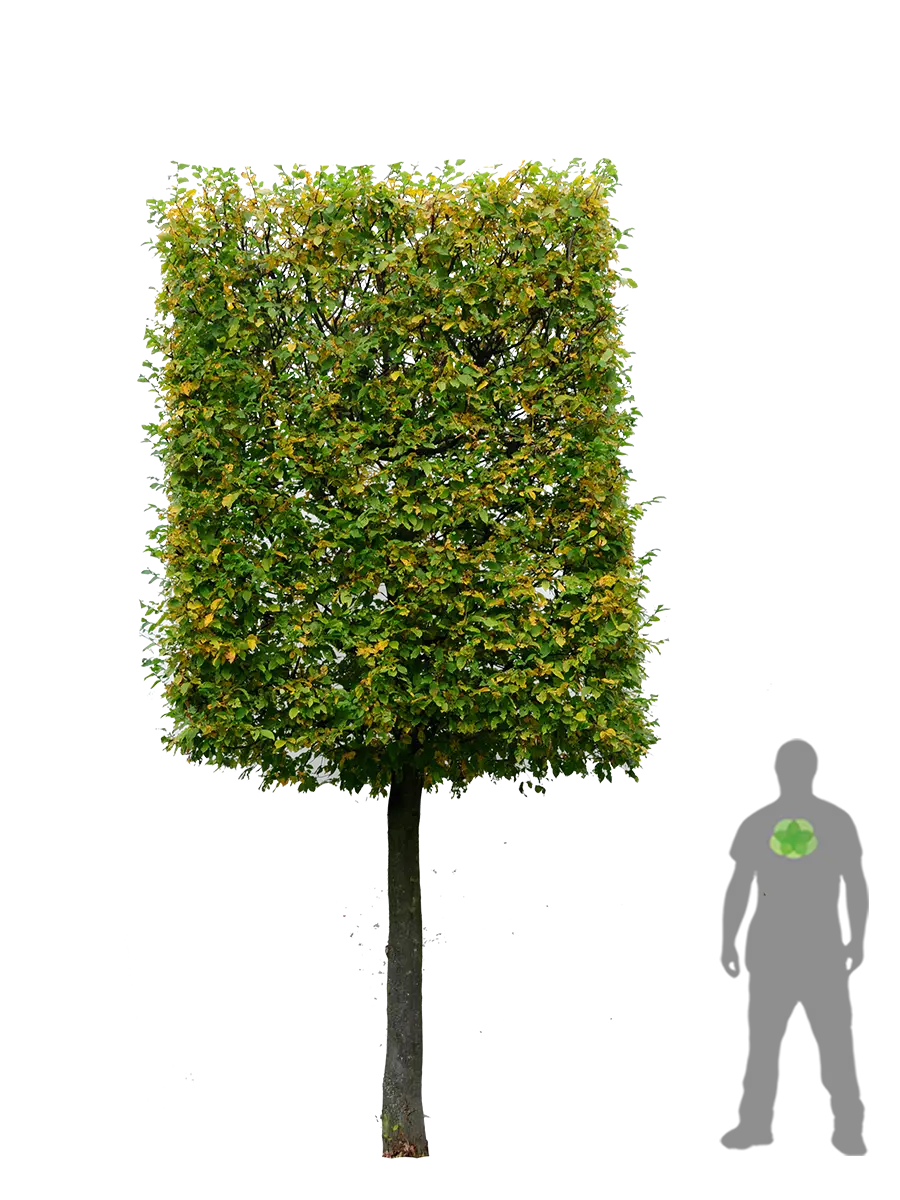 Shaped and Pruned Tree